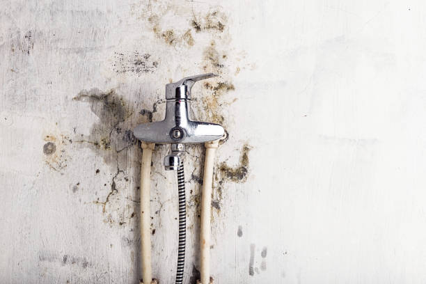Best Best Mold Removal Companies  in Lake Tansi, TN
