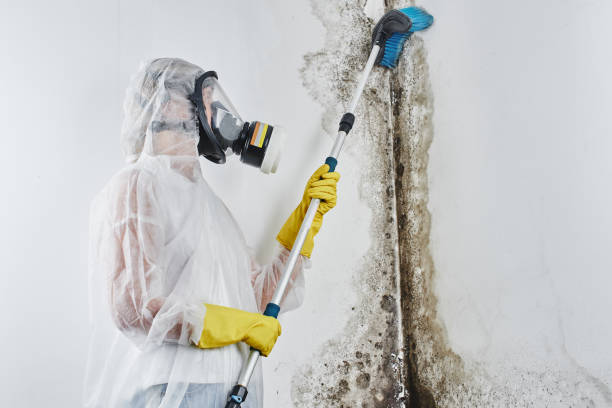 Best Mold Damage Repair  in Lake Tansi, TN