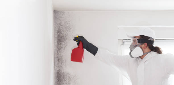 Best Mold Damage Repair  in Lake Tansi, TN