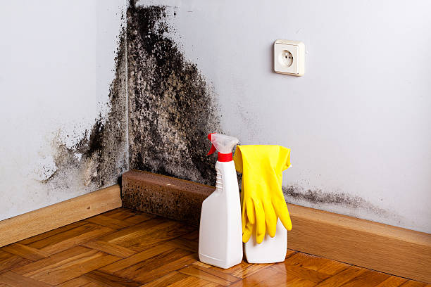 Best Toxic Mold Removal  in Lake Tansi, TN