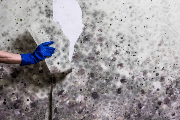 Professional Mold Removal in Lake Tansi, TN
