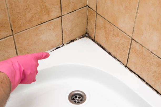 Best Fast Mold Removal  in Lake Tansi, TN